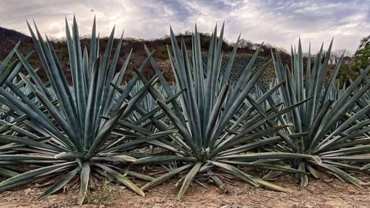 Urgen tipificar como delito el robo de agave en Oaxaca