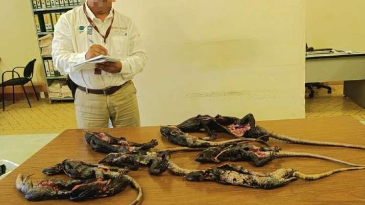PROFEPA incauta en costa de Oaxaca aves e iguanas en taxidermia