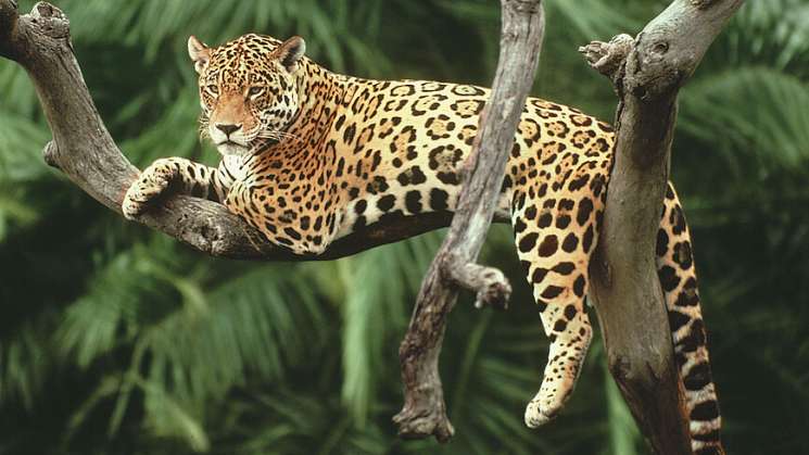 Oaxaca pionero en protocolo para liberar felinos a su habitat