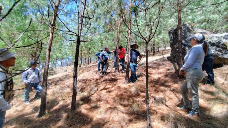 Profepa verifica reforestación correctiva en Lachatao