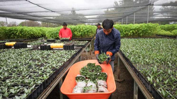 COEFO entrega plantas de agave silvestre para restaurar suelos