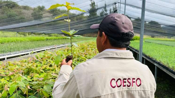 Restauración ecológica en vivero de San Sebastián Tecomaxtlahuaca
