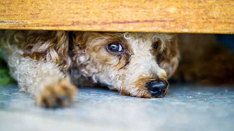 A.C. denuncia maltrato animal en San Martín Mexicapan