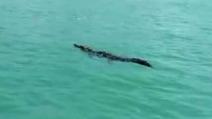 Por efectos de Erick advierten presencia de cocodrilos en playas 