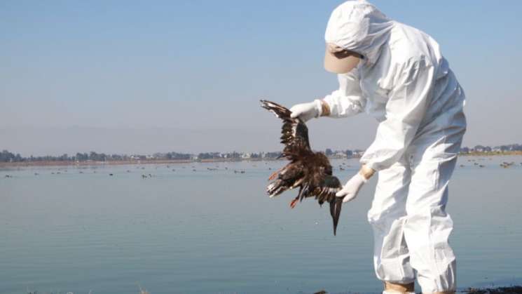 Aves marinas en sobrevivencia por contaminación: YBG
