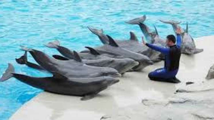 Aprueba Senado Reformas sobre Espectáculos con Mamíferos Marinos 