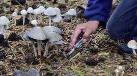 Universidad de Guadalajara