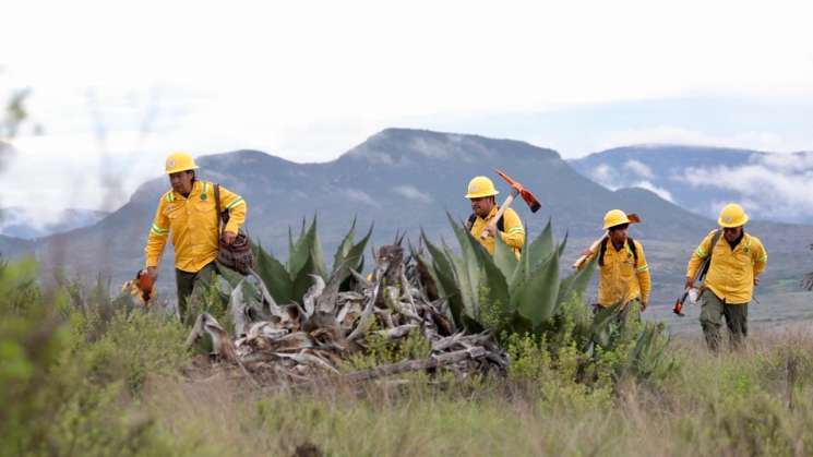 Se restaura ecosistema de la zona Chocho-Mixteca con Megatequio