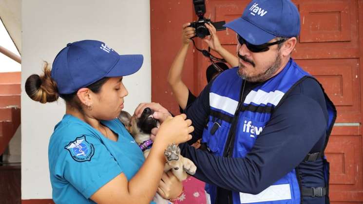 Continúan con acciones de bienestar animal en la Costa