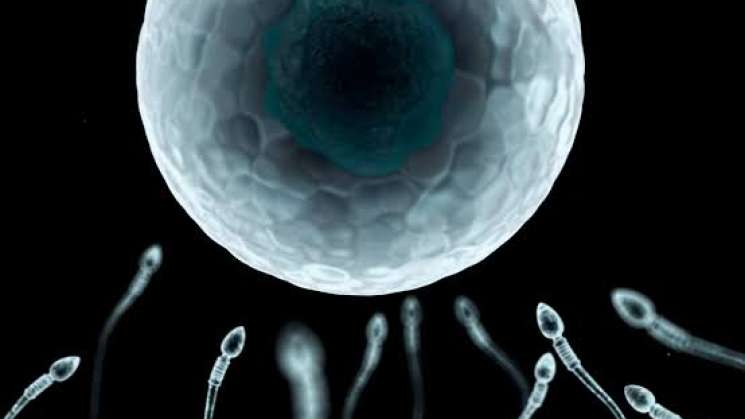 Hallan microplásticos en el semen y líquido folicular 