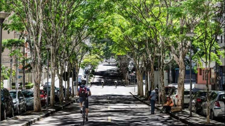 México lidera en América Latina con 27 “Ciudades Árbol del Mundo”