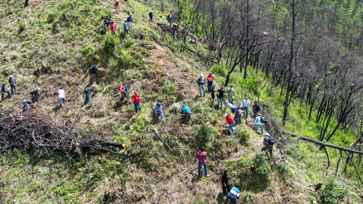 Coesfo y habitantes de San Miguel Peras reforestan 15 hectáreas  
