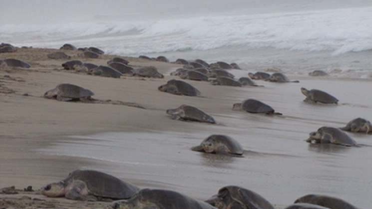 Llega arribazon de tortugas a playa Escobilla,marina custodia 