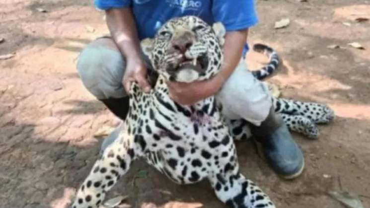 En Oaxaca cazador mata a jaguar en peligro de extincion