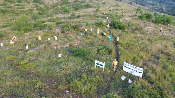 Encabeza Salomón Jara Mega Tequio de Reforestación en Monte Albán