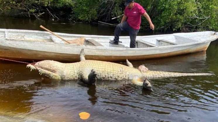 En la costa de Oaxaca muere cocodrilo por causas desconocidas 