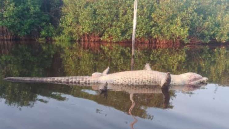 Profepa denuncia penalmente muerte del cocodrilo “Lucho”en Oaxaca