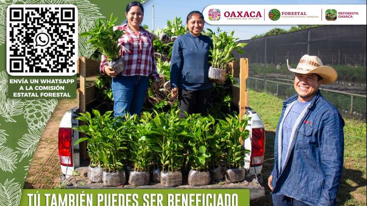 Continúa abierta convocatoria del programa Reforesta Oaxaca 2025 
