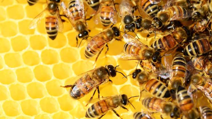 Insecticidas están eliminando a las abejas en México