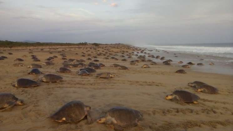 Desovan más de 100 mil tortugas golfinas en Oaxaca 