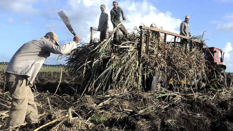 SE prepara plan para rescatar al sector azucarero