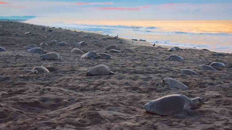 Termina arribazón de más de 312,000 tortugas en playas de Oaxaca 