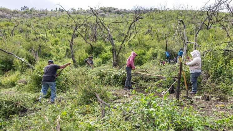 Realizan Coesfo y San Lucas Quiaviní recuperación de ecosistemas