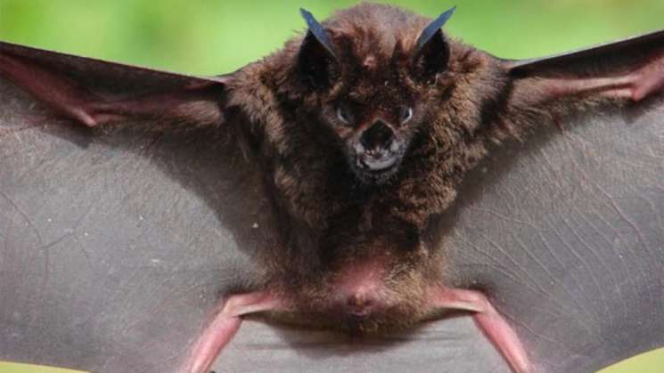Hallan nueva especie de murciélago gigante en la Selva Lacandona 