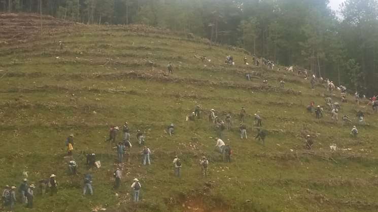 Recuperación ecológica de Santa Ana Yareni con plantas donadas
