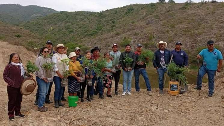 Entrega mil árboles para la reforestación en Chichicápam