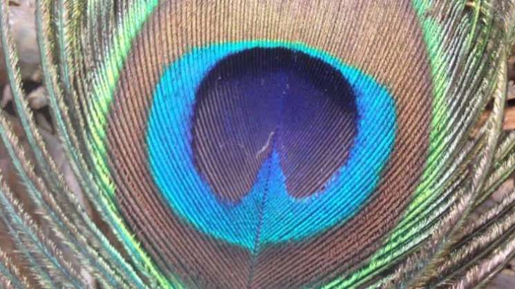 Descubren que plumas de pavo real pueden emitir rayo láser