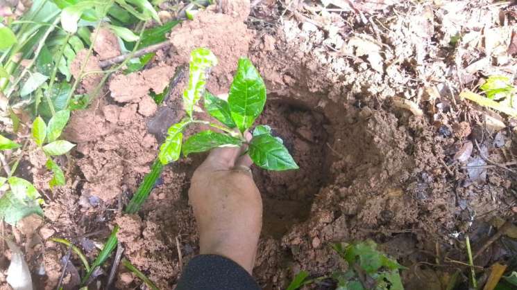 Más de 8 mil árboles de Reforesta Oaxaca para San Juan Cotzocón