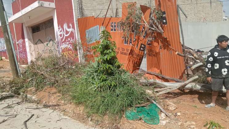 Por corte  ilegal de árbol, dejan sin luz a Av. Valerio Trujano