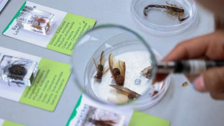 Culmina exposición La Gran Fuerza de México en Oaxaca