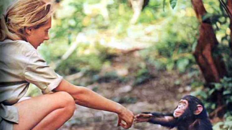 Fallece Jane Goodall científica y defensora de los chimpancés
