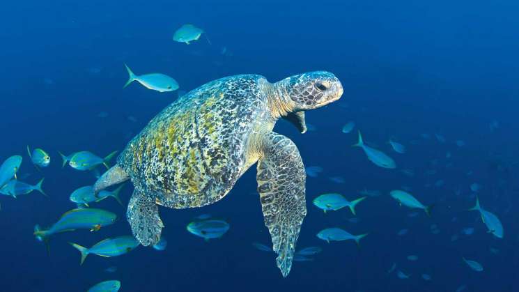 Quinta arribada de tortugas al Santuario de Morro Ayuta