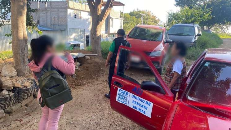 FGEO rescata a perrito con severo maltrato animal 