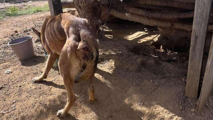 Rescatan a Nala de brutaL maltrato animal