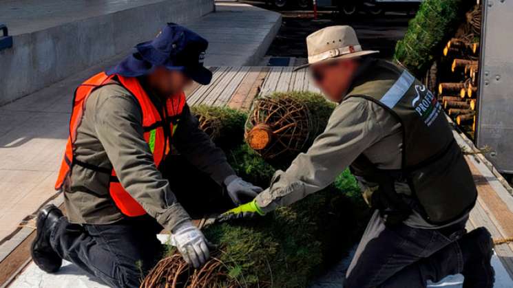 PROFEPA inicia verificación de árboles de Navidad importados