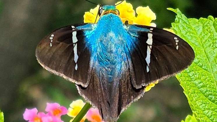 Descubren 47 especies de mariposas en el Cerro del Fortín