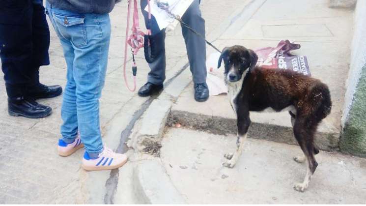 Se indaga  otro  delito de maltrato animal en Montoya