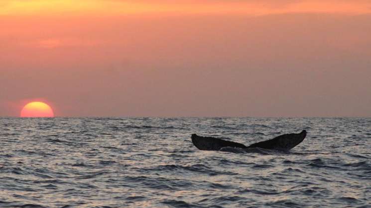 Invitan al  Ballena  Fest  2025 en Puerto Ángel