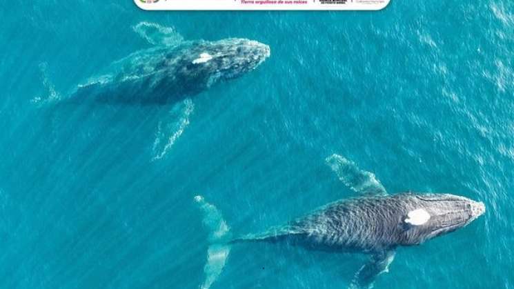 Todo listo para el Ballena Fest 2025 en Puerto Ángel