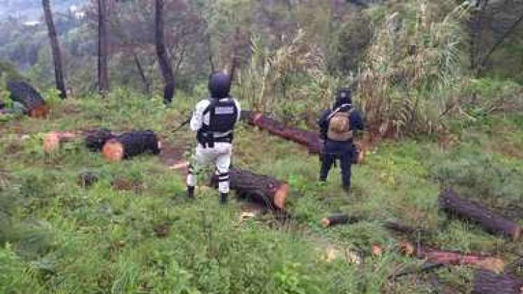 Guardia Nacional vigilará las áreas naturales protegidas: Senado