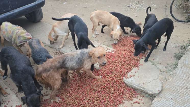 Detienen  a persona por maltrato animal de 65 perros en Lachigoló
