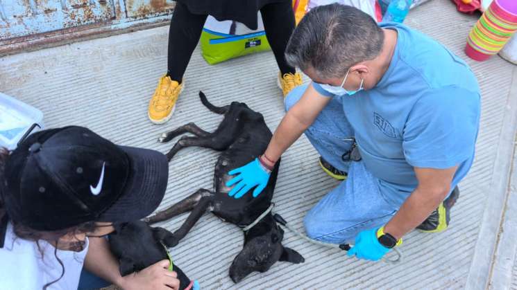 Prisión preventiva a persona por delito de crueldad animal