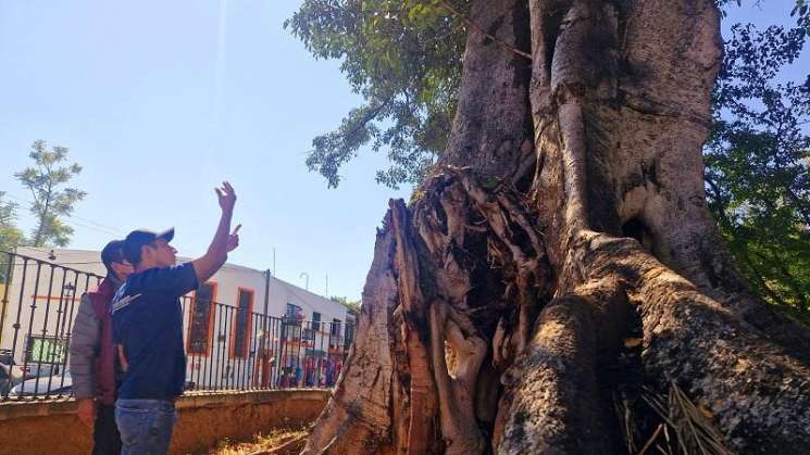 Investigan condición de Árbol Notable tras incendio 