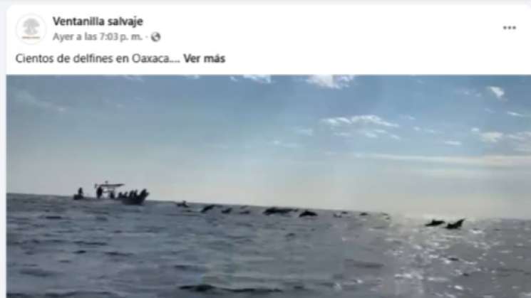 Empresa divierte a turistas persiguiendo delfines en Oaxaca