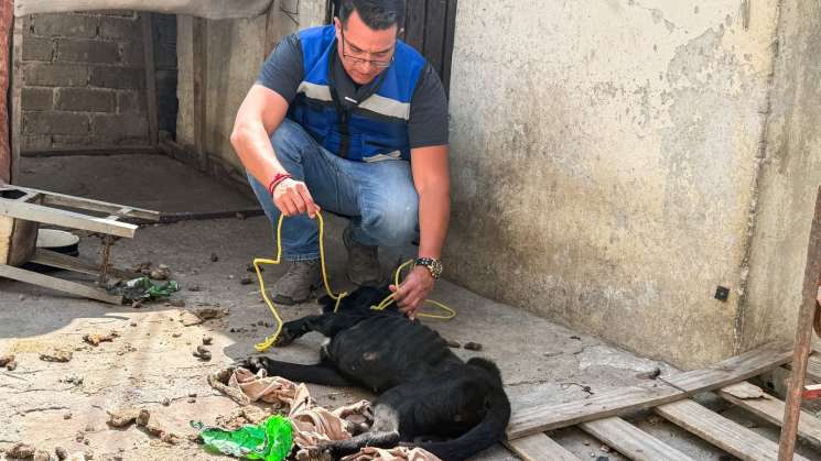 Nuevo caso de cruedad, rescatan a perritos en casa abandonada