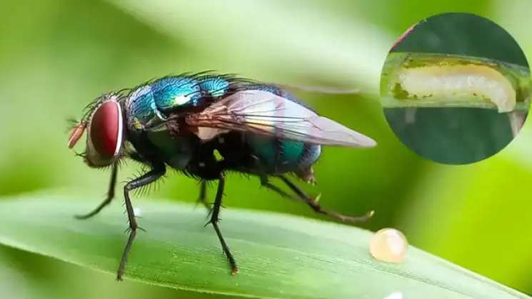 Gobierno informa acciones de prevención contra gusano barrenador